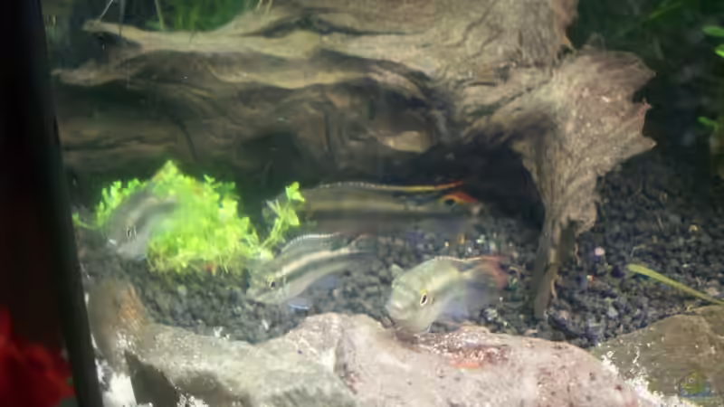 Aquarium Becken 8303 von Milez (15)