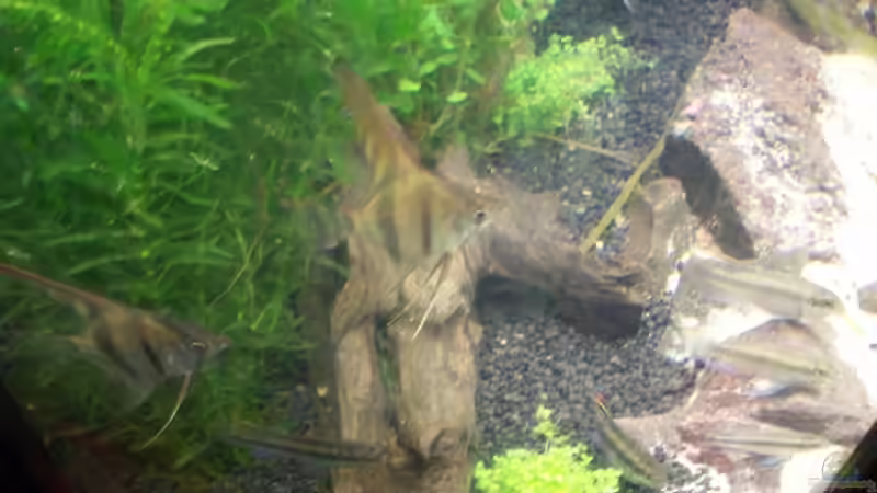 Aquarium Becken 8303 von Milez (16)