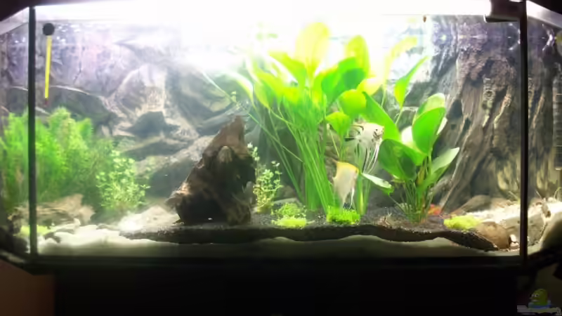 Aquarium Becken 8303 von Milez (2)