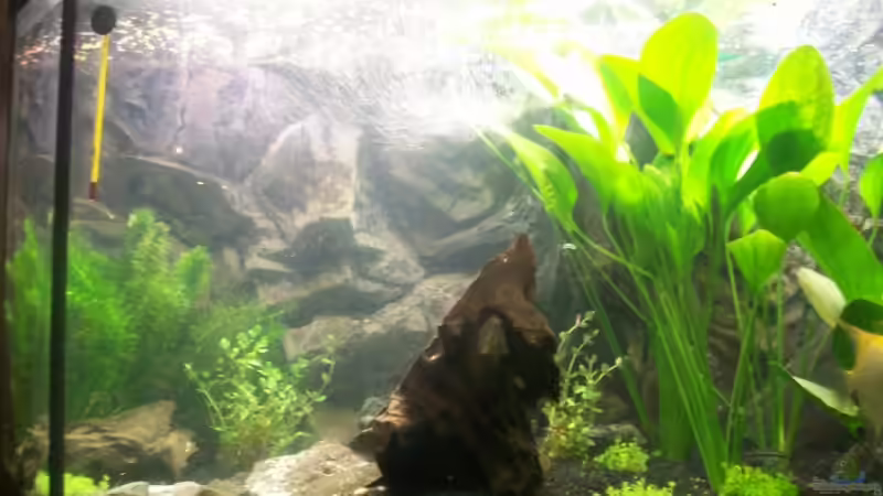 Aquarium Becken 8303 von Milez (3)