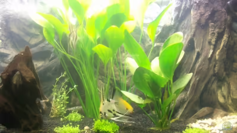 Aquarium Becken 8303 von Milez (5)