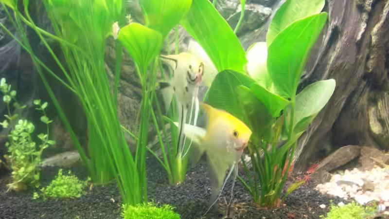 Aquarium Becken 8303 von Milez (9)