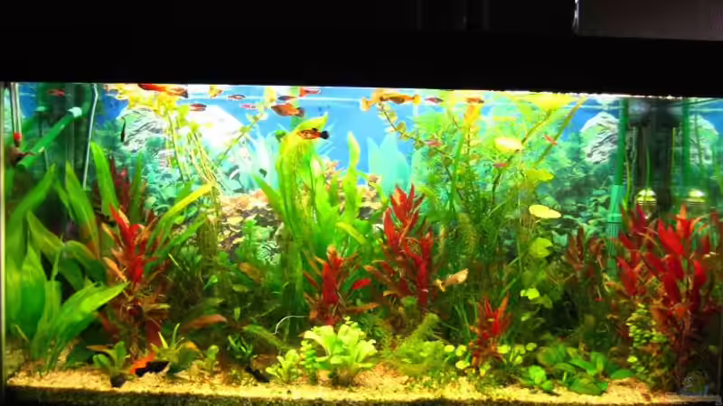 Aquarium Becken 8311 von andi.B (8)