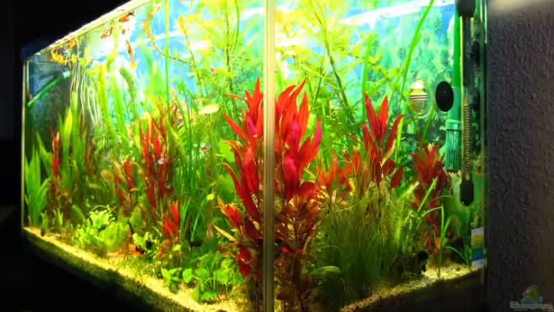 Aquarium Becken 8311 von andi.B (9)