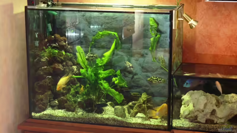 Aquarium Becken 8353 von Thomas Dresch (2)