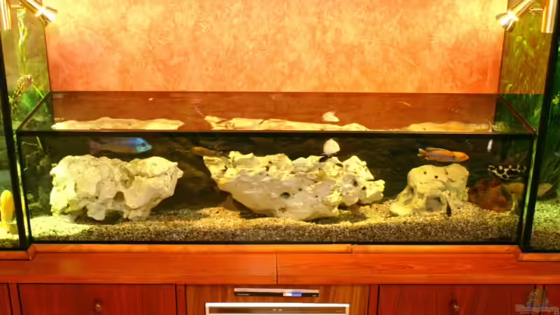 Aquarium Becken 8353 von Thomas Dresch (3)