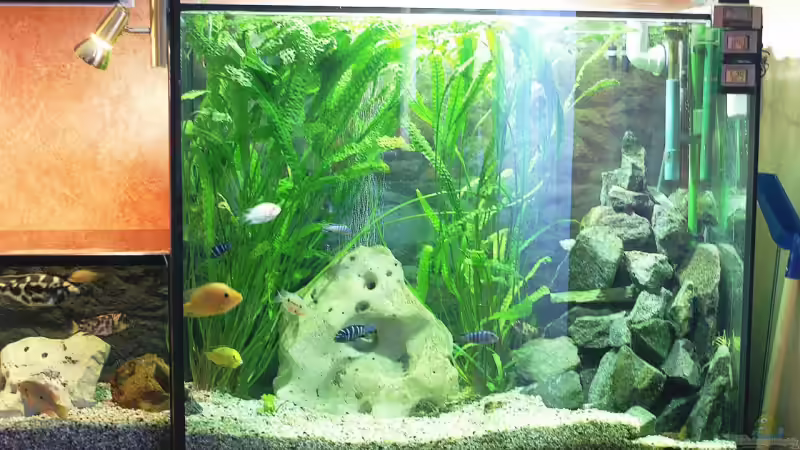 Aquarium Becken 8353 von Thomas Dresch (4)