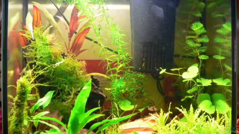 Aquarium Becken 8361 von wok (2)