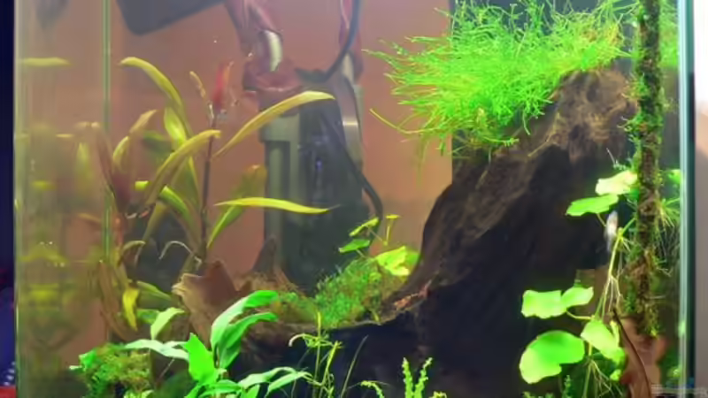 Aquarium Becken 8362 von wok (2)