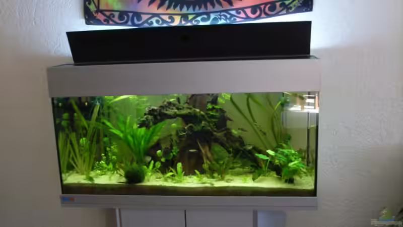 Aquarium Becken 8376 von Oliver Czaika (2)