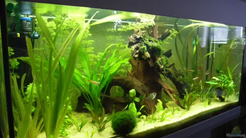 Aquarium Becken 8376 von Oliver Czaika (4)