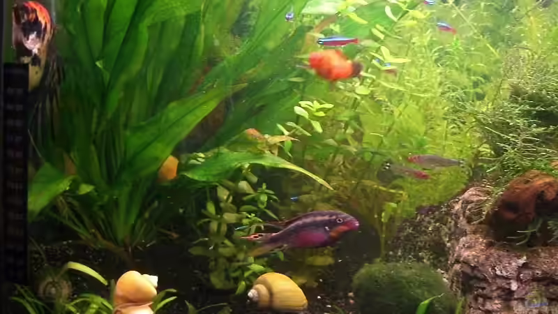 Aquarium Becken 8389 von Mausimaus (2)