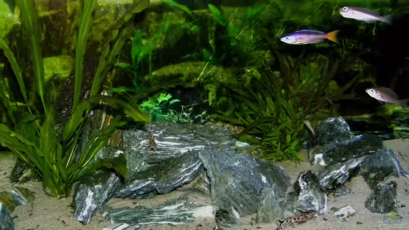 Aquarium Becken 840 von Alexander Schimmelpfennig (2)