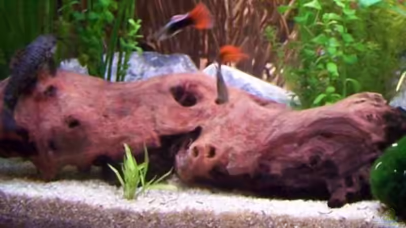 Aquarium Becken 8419 von Fadenfisch (2)