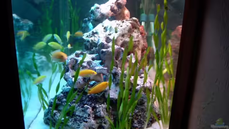 Aquarium Becken 842 von Peggy Schreyer (2)