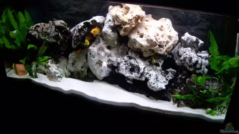 Aquarium Becken 842 von Peggy Schreyer (4)