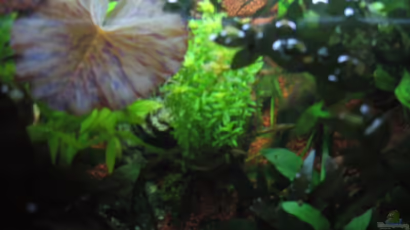 Aquarium Becken 8428 von Daniel Gauthier (10)