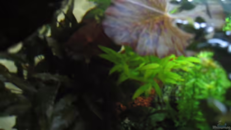 Aquarium Becken 8428 von Daniel Gauthier (11)