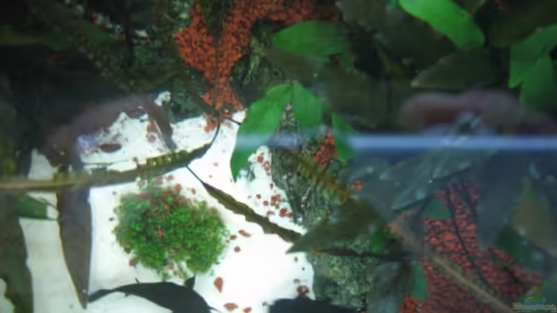 Aquarium Becken 8428 von Daniel Gauthier (12)