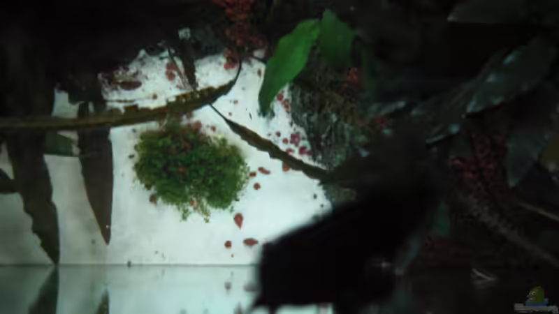 Aquarium Becken 8428 von Daniel Gauthier (13)