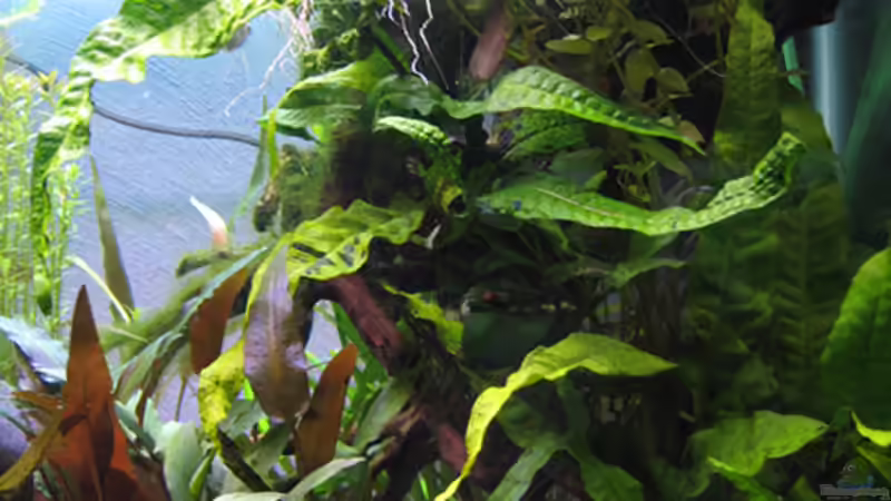 Aquarium Becken 8428 von Daniel Gauthier (14)