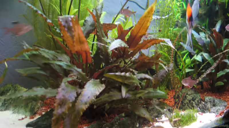 Aquarium Becken 8428 von Daniel Gauthier (2)