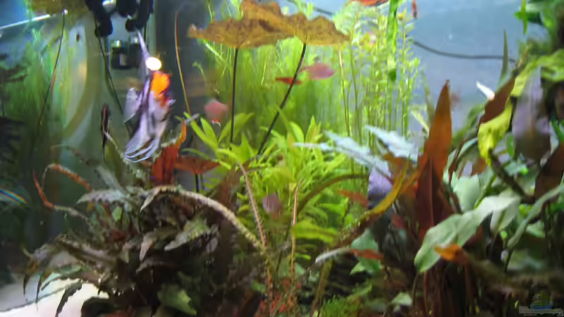 Aquarium Becken 8428 von Daniel Gauthier (3)