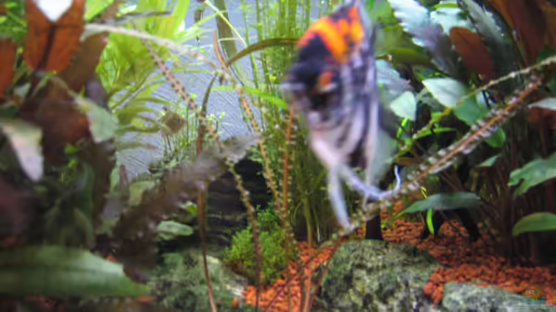 Aquarium Becken 8428 von Daniel Gauthier (4)