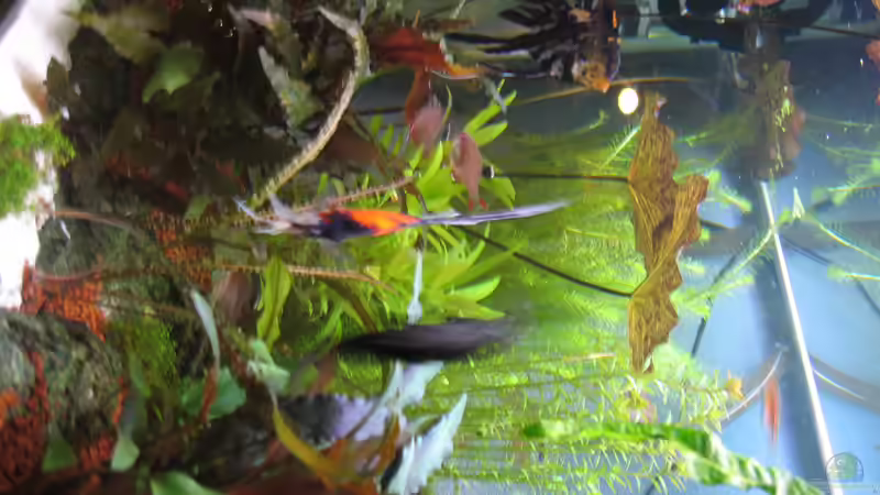 Aquarium Becken 8428 von Daniel Gauthier (6)