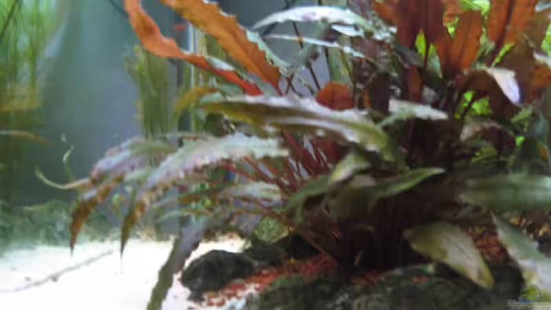 Aquarium Becken 8428 von Daniel Gauthier (7)