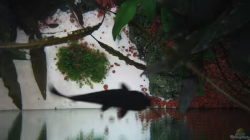 Aquarium Becken 8428 von Daniel Gauthier (8)