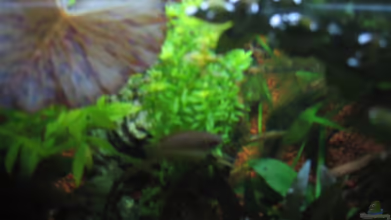 Aquarium Becken 8428 von Daniel Gauthier (9)