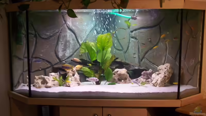 Aquarium Becken 843 von Kux Dominik (2)