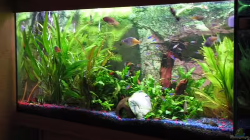 Aquarium Becken 8433 von Sebastian Kettner (2)