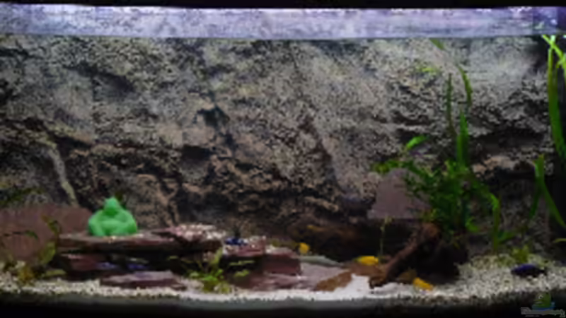 Aquarium Becken 8447 von Philipp Petersen (2)