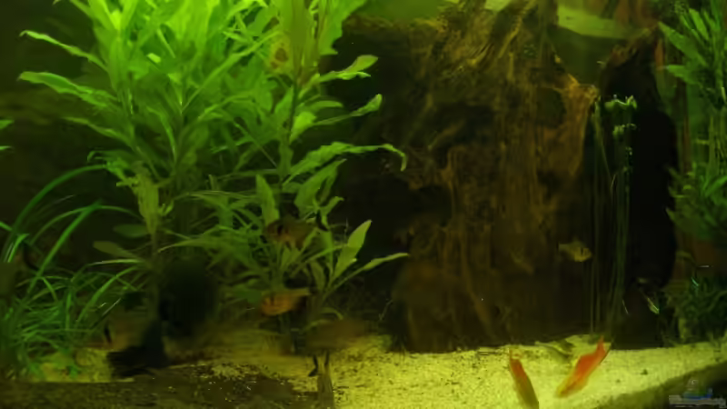 Aquarium Becken 8473 von forsel (2)