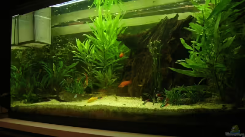 Aquarium Becken 8473 von forsel (3)