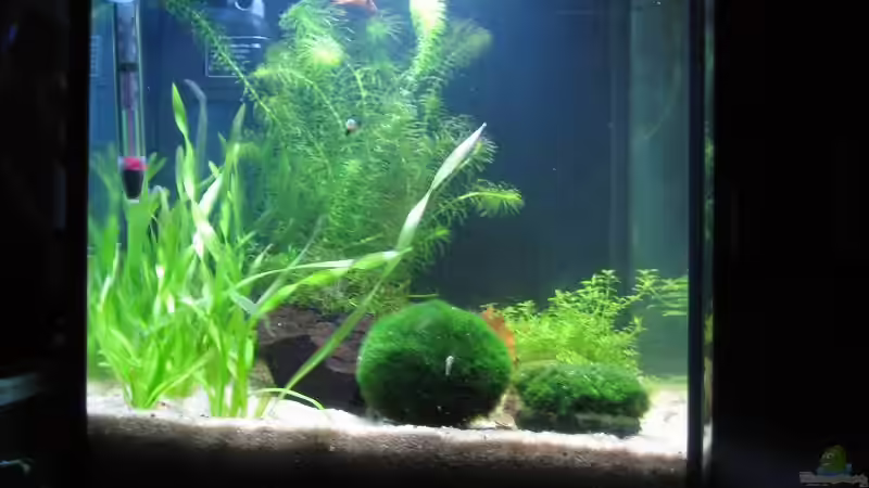 Aquarium Becken 8495 von Speci (3)