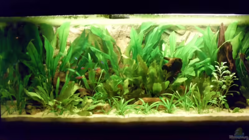 Aquarium Becken 8507 von Rene2901 (2)