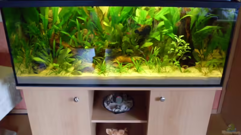 Aquarium Becken 8507 von Rene2901 (3)