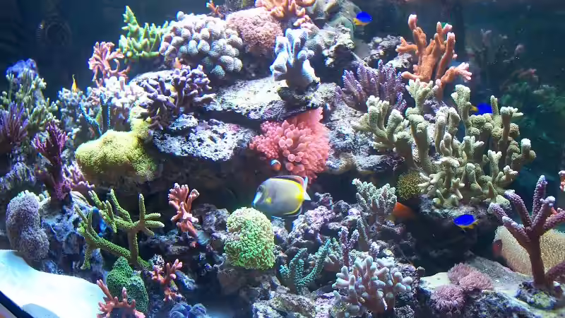 Aquarium Becken 8522 von Salvatore Fuso (10)