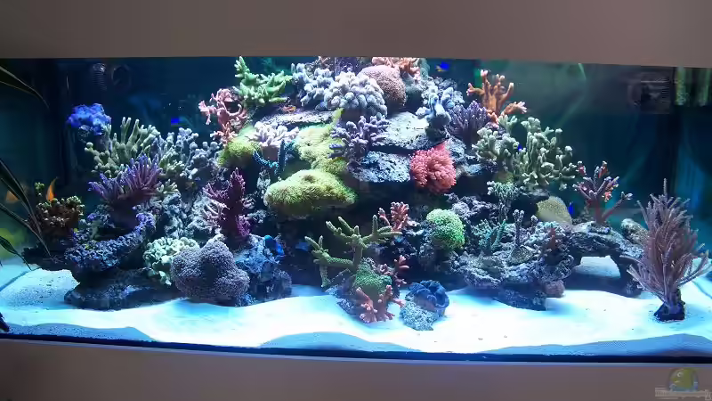 Aquarium Becken 8522 von Salvatore Fuso (6)