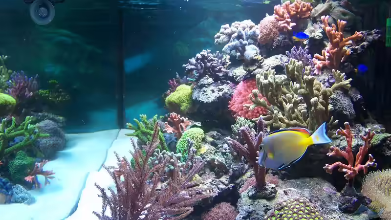 Aquarium Becken 8522 von Salvatore Fuso (7)