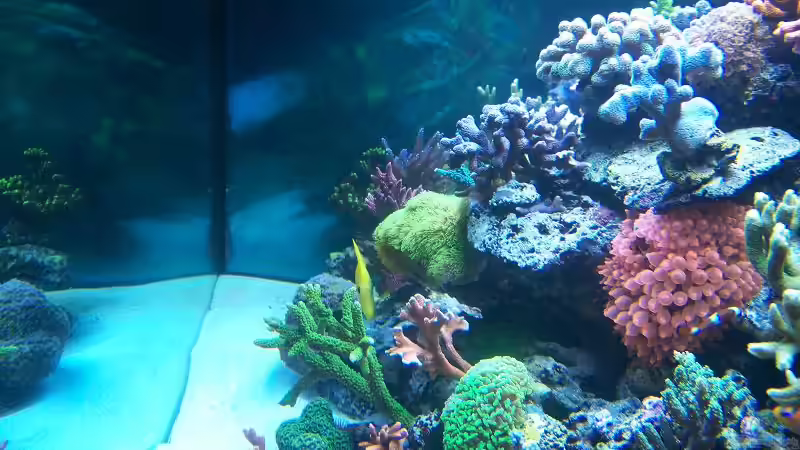 Aquarium Becken 8522 von Salvatore Fuso (8)