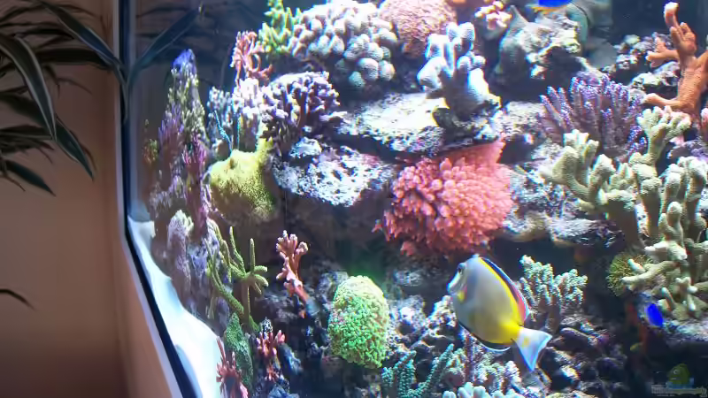 Aquarium Becken 8522 von Salvatore Fuso (9)