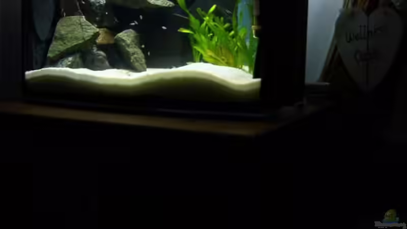 Aquarium Becken 8523 von Marco Vasev (5)