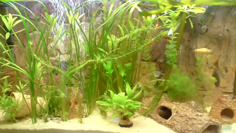 Aquarium Becken 8531 von David Kousataloglou (3)