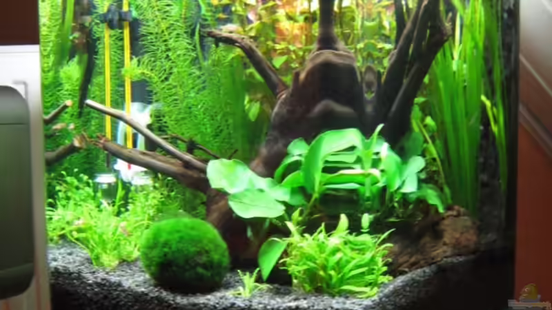 Aquarium Becken 8532 von Frank Wintermann (3)