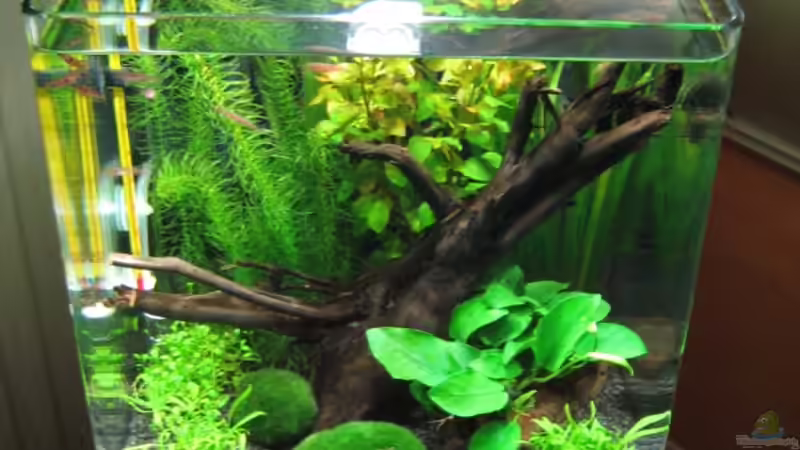 Aquarium Becken 8532 von Frank Wintermann (4)