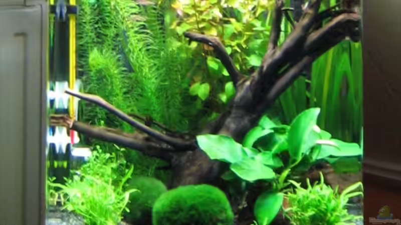 Aquarium Becken 8532 von Frank Wintermann (5)